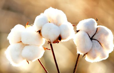 cotton + corn